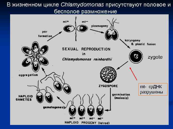 Генетическое размножение. Жизненный цикл хламидомонады бесполое размножение. Наследственность бесполого размножения. Жизненный цикл хламидомонады половое. Половое размножение наследственность.