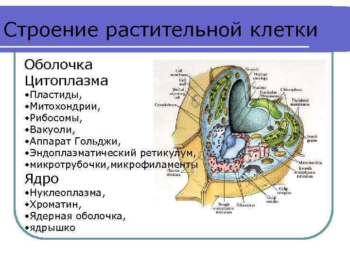 Строение растительной клетки Оболочка Цитоплазма • Пластиды, • Митохондрии, • Рибосомы, • Вакуоли, •