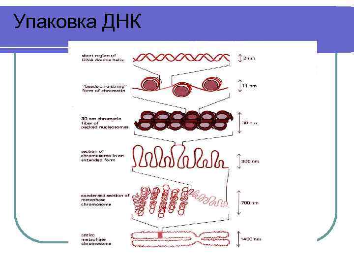 Упакованная днк