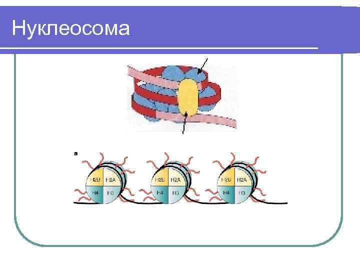 Нуклеосома 