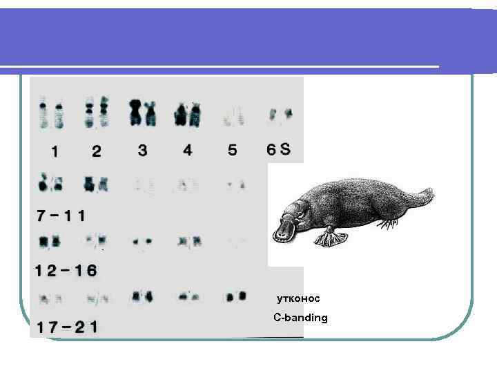 утконос С-banding 