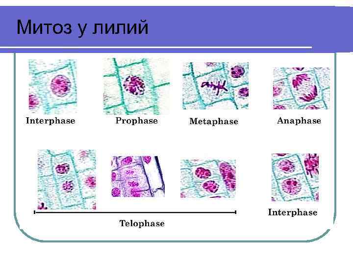Митоз у лилий 