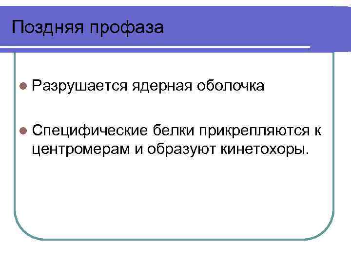 Поздняя профаза l Разрушается ядерная оболочка l Специфические белки прикрепляются к центромерам и образуют