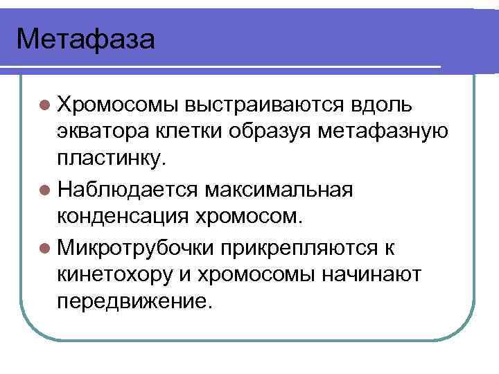 Метафаза l Хромосомы выстраиваются вдоль экватора клетки образуя метафазную пластинку. l Наблюдается максимальная конденсация