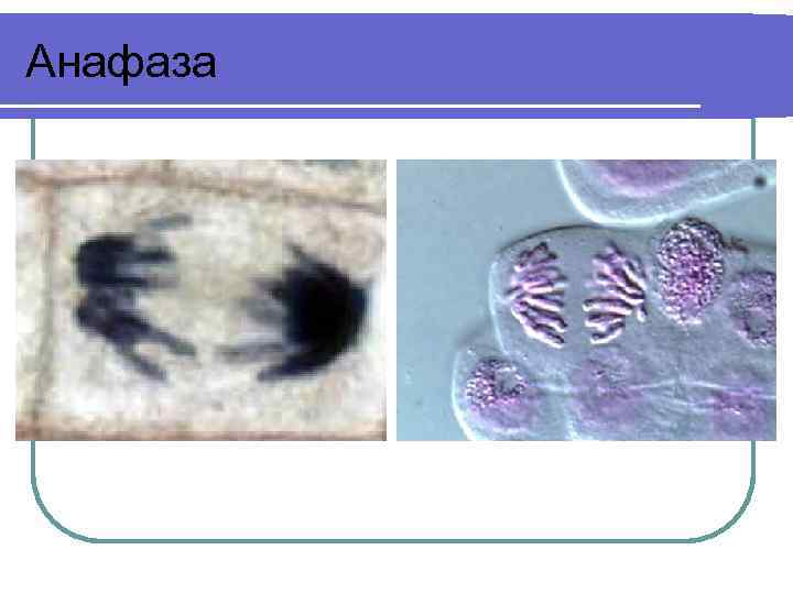 Анафаза 
