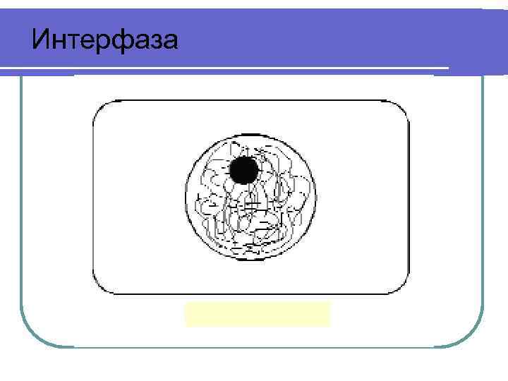 Клетка в интерфазе митоза