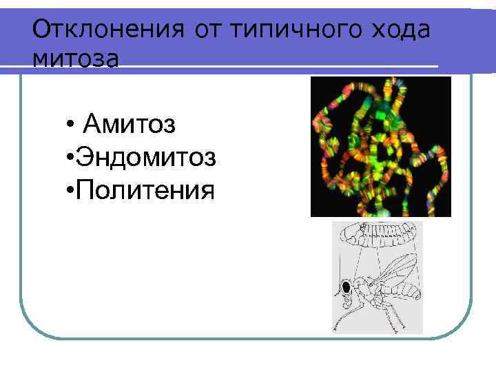 Отклонения от типичного хода митоза • Амитоз • Эндомитоз • Политения 