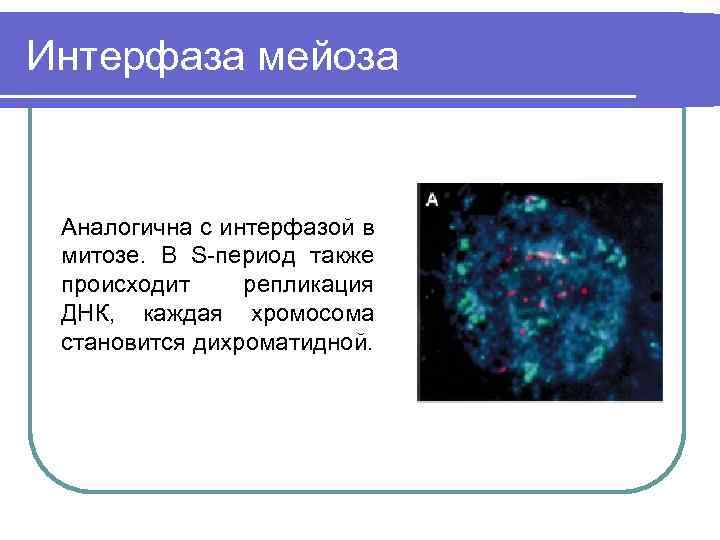 Интерфаза мейоза Аналогична с интерфазой в митозе. В S-период также происходит репликация ДНК, каждая