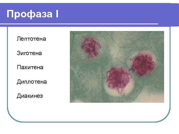 Профаза I Лептотена Зиготена Пахитена Диплотена Диакинез 