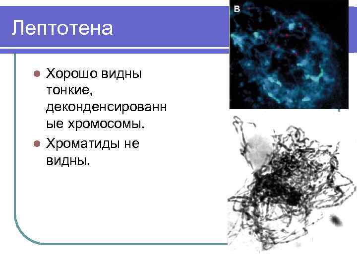 Лептотена Хорошо видны тонкие, деконденсированн ые хромосомы. l Хроматиды не видны. l 