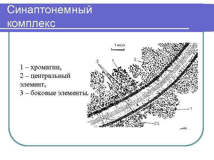 Синаптонемный комплекс 1 – хроматин, 2 – центральный элемент, 3 – боковые элементы. 