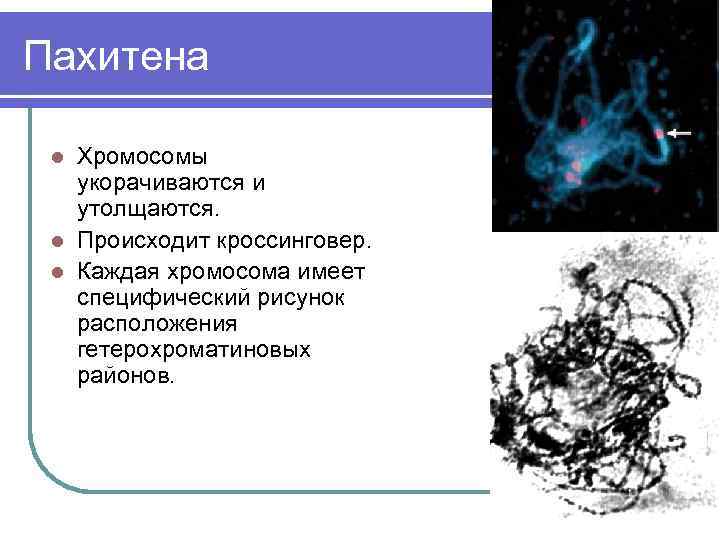 Пахитена Хромосомы укорачиваются и утолщаются. l Происходит кроссинговер. l Каждая хромосома имеет специфический рисунок