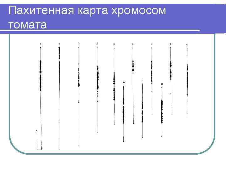 Цитологическая карта хромосом