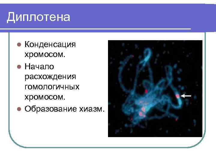 Диплотена Конденсация хромосом. l Начало расхождения гомологичных хромосом. l Образование хиазм. l 