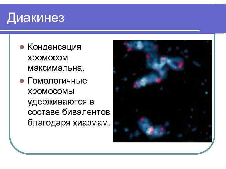 Диакинез Конденсация хромосом максимальна. l Гомологичные хромосомы удерживаются в составе бивалентов благодаря хиазмам. l