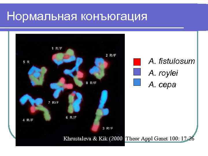 Нормальная конъюгация A. fistulosum A. roylei A. cepa Khrustaleva & Kik (2000) Theor Appl