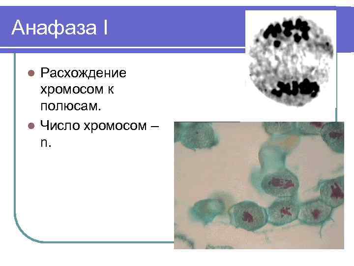 Анафаза I Расхождение хромосом к полюсам. l Число хромосом – n. l 