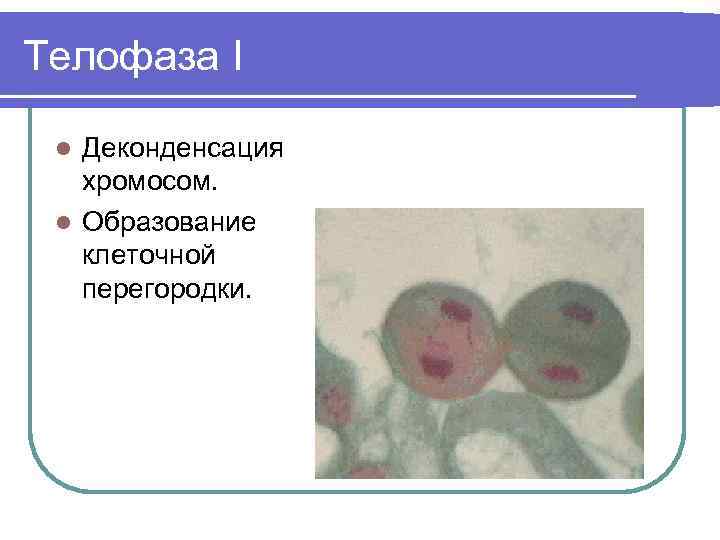 Телофаза I Деконденсация хромосом. l Образование клеточной перегородки. l 