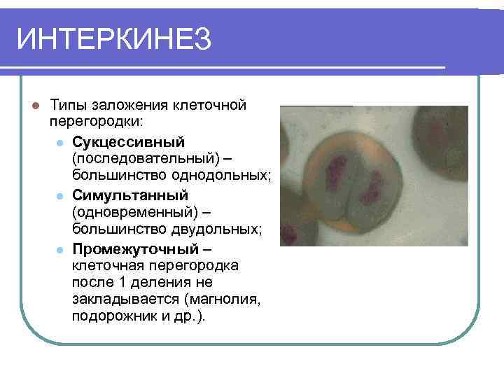 Промежуточно клеточный. Клеточная перегородка. Что такое интекенес в биологии. Сукцессивный Тип деления клетки.