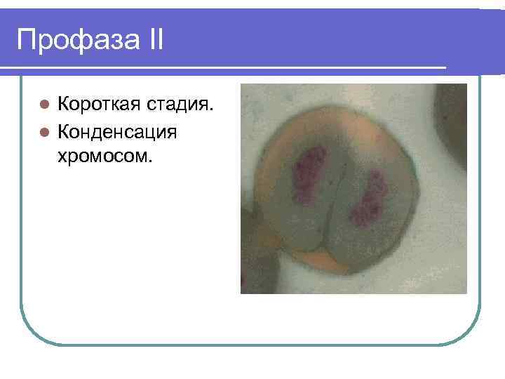Профаза II Короткая стадия. l Конденсация хромосом. l 