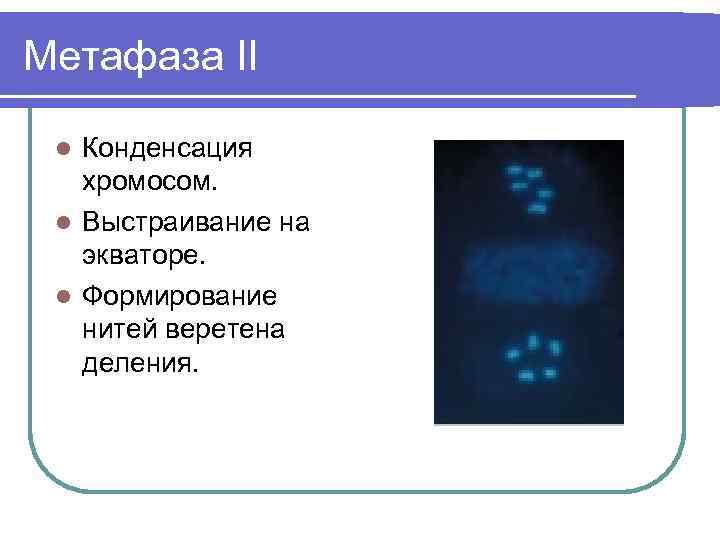 Метафаза II Конденсация хромосом. l Выстраивание на экваторе. l Формирование нитей веретена деления. l