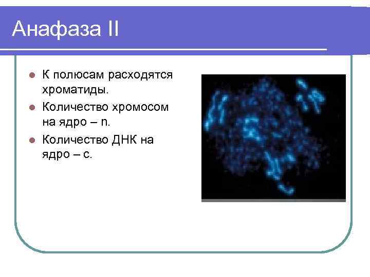 Анафаза II К полюсам расходятся хроматиды. l Количество хромосом на ядро – n. l