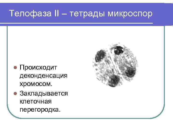 Телофаза II – тетрады микроспор Происходит деконденсация хромосом. l Закладывается клеточная перегородка. l 