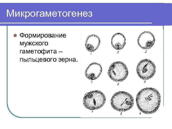 Клетки мужского гаметофита