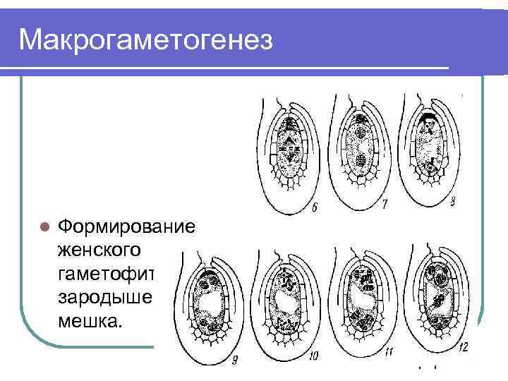 Макрогаметогенез l Формирование женского гаметофита – зародышевого мешка. 