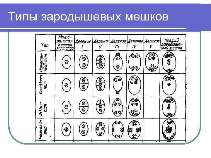 4 зародышевый мешок. Типы зародышевых мешков. Этапы формирования зародышевого мешка. Зародышевый мешок с подписями. Классификация типов развития зародышевых мешков.