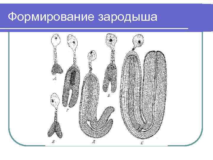 Формирование зародыша 