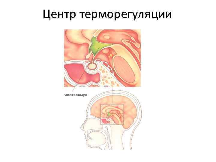 Центр терморегуляции 