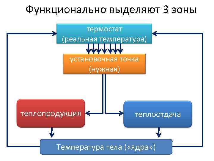 Функционально выделяют 3 зоны термостат (реальная температура) установочная точка (нужная) теплопродукция теплоотдача Температура тела