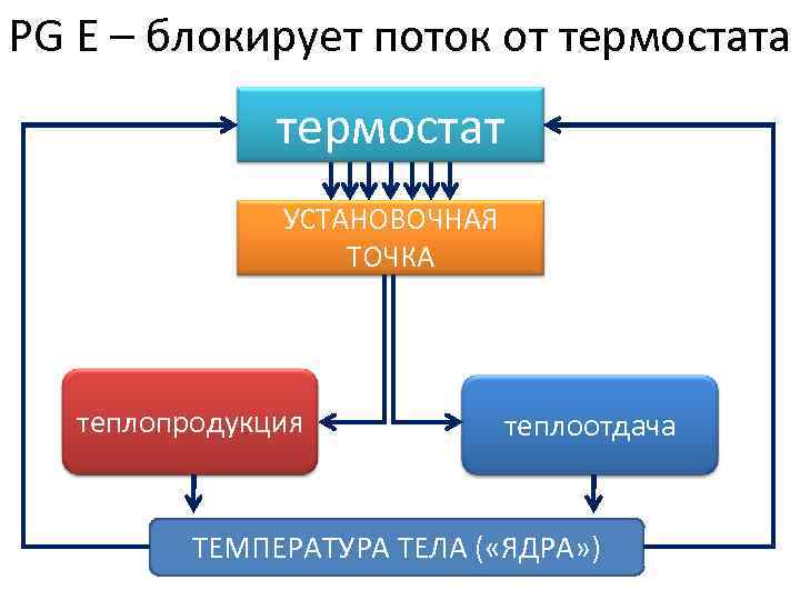 PG Е – блокирует поток от термостата термостат УСТАНОВОЧНАЯ ТОЧКА теплопродукция теплоотдача ТЕМПЕРАТУРА ТЕЛА