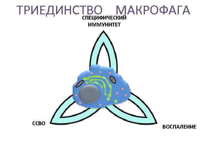 ТРИЕДИНСТВО МАКРОФАГА СПЕЦИФИЧЕСКИЙ ИММУНИТЕТ ССВО ВОСПАЛЕНИЕ 