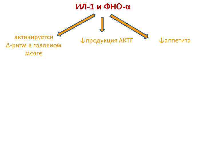 ИЛ-1 и ФНО-α активируется ∆-ритм в головном мозге ↓продукция АКТГ ↓аппетита 