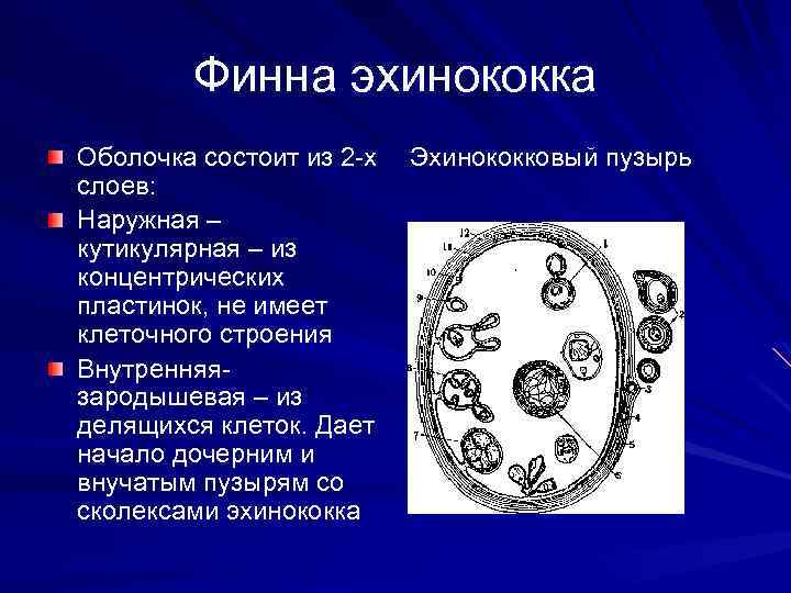 Финна эхинококка Оболочка состоит из 2 -х слоев: Наружная – кутикулярная – из концентрических