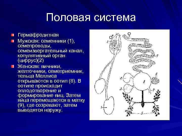 Половая система Гермафродитная Мужская: семенники (1), семепроводы, семеизвергательный канал, копулятивный орган (циррус)(2) Женская: яичники,