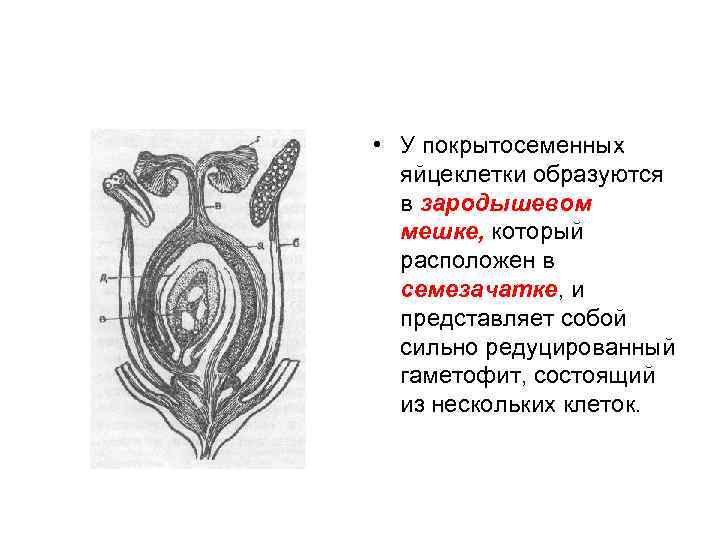  • У покрытосеменных яйцеклетки образуются в зародышевом мешке, который расположен в семезачатке, и