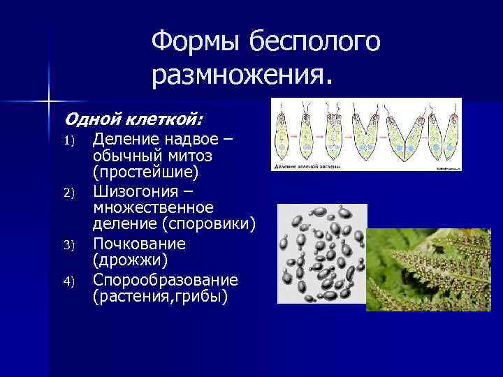 Формы размножения организмов бесполое размножение митоз 9 класс презентация