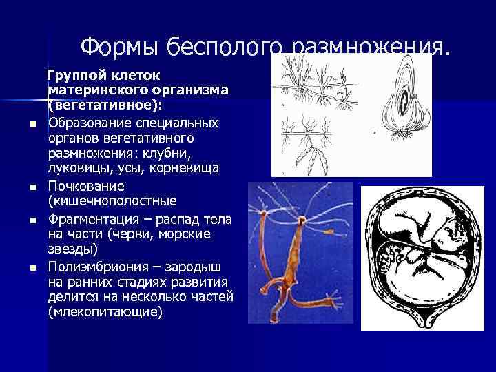 Формы бесполого размножения. n n Группой клеток материнского организма (вегетативное): Образование специальных органов вегетативного