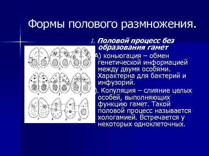 Формы полового размножения. 1. Половой процесс без образования гамет А) коньюгация – обмен генетической