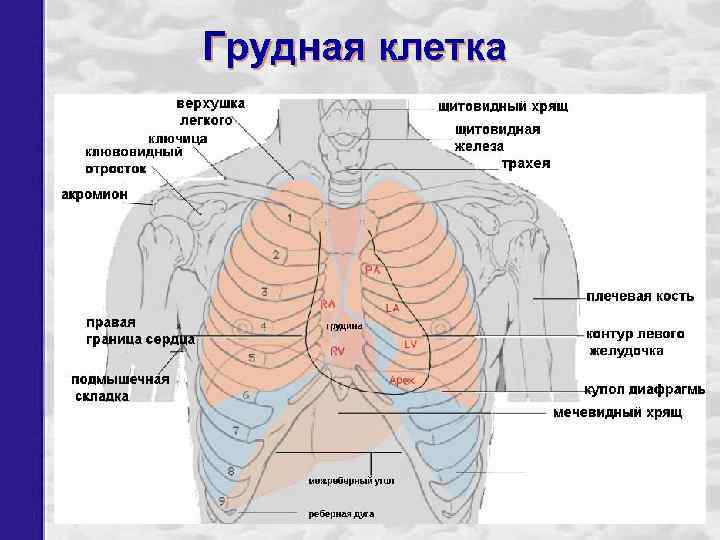Грудная клетка 