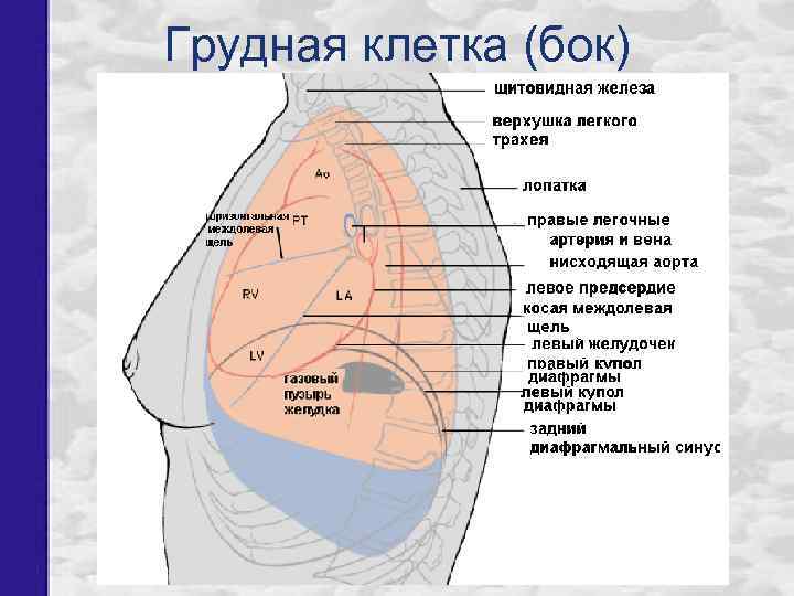 Ушиб грудной клетки карта вызова смп