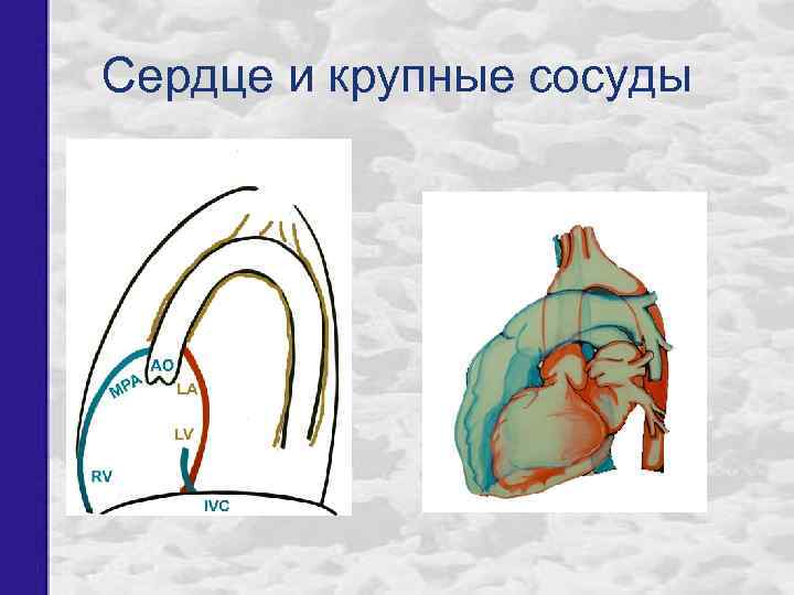 Сердце и крупные сосуды 