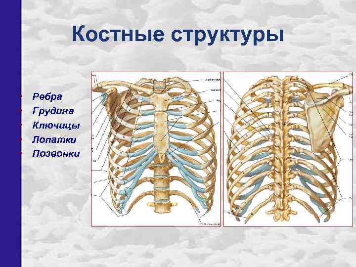Костные структуры • • • Ребра Грудина Ключицы Лопатки Позвонки 