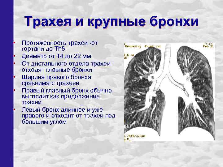Трахея и крупные бронхи • Протяженность трахеи -от гортани до Th 5 • Диаметр