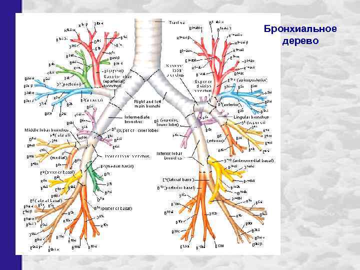 Бронхиальное дерево 