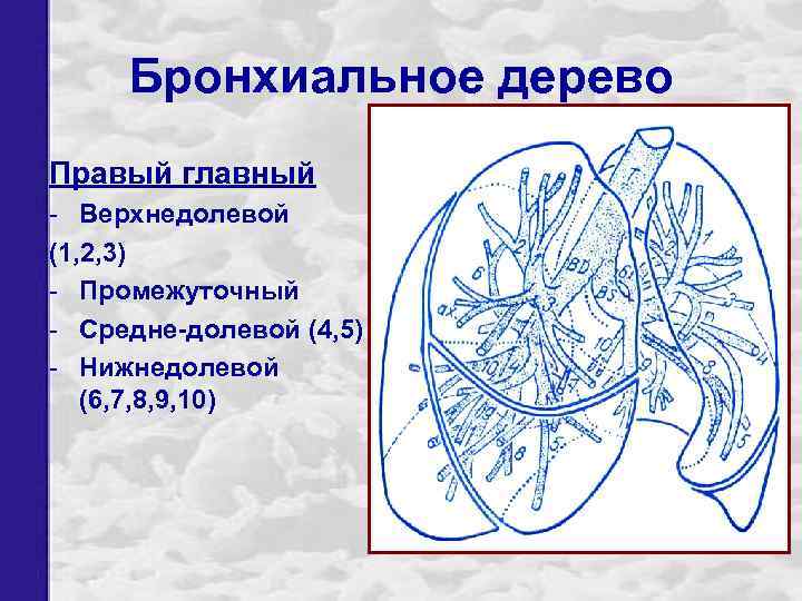 Бронхиальное дерево Правый главный - Верхнедолевой (1, 2, 3) - Промежуточный - Средне-долевой (4,