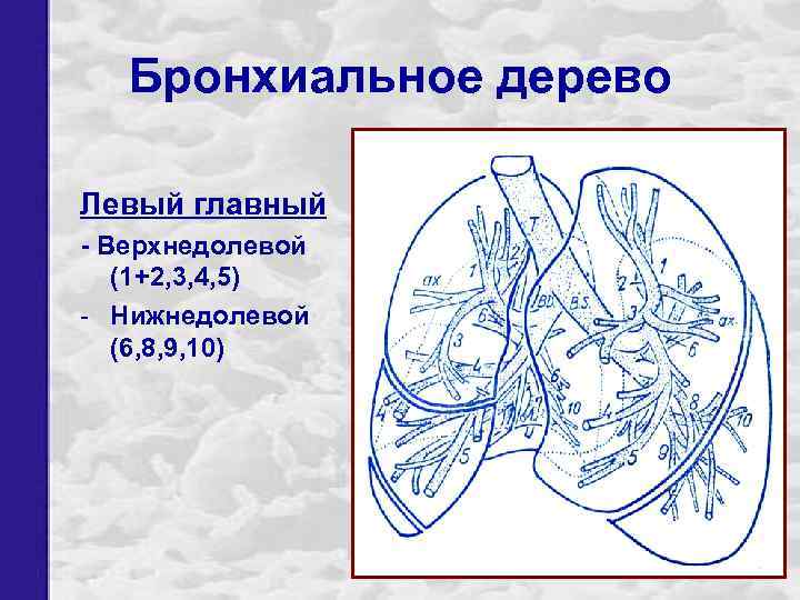 Бронхиальное дерево Левый главный - Верхнедолевой (1+2, 3, 4, 5) - Нижнедолевой (6, 8,